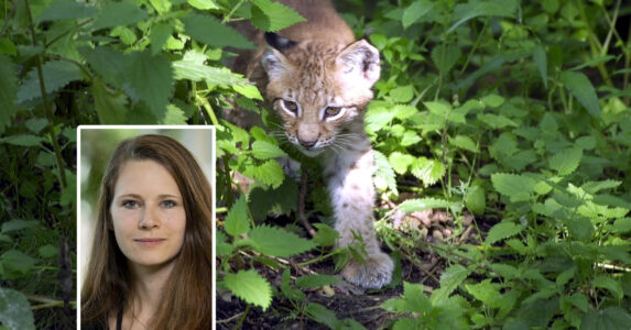En lodjursunge smyger. Skribenten inklippt.