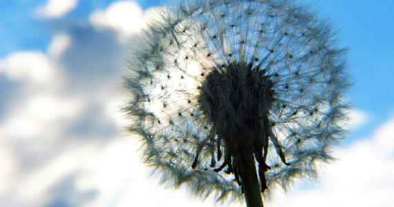 En maskrosboll underifrån.