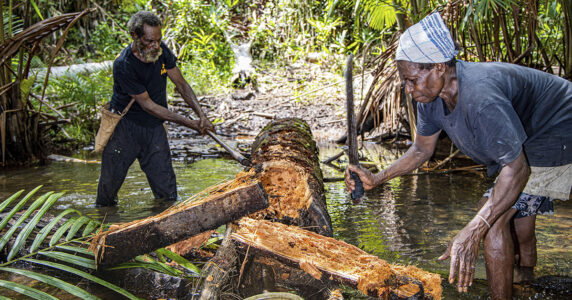 Två män har huggit ner ett träd.