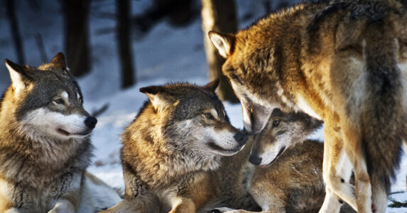 Vargar hälsar på varandra.