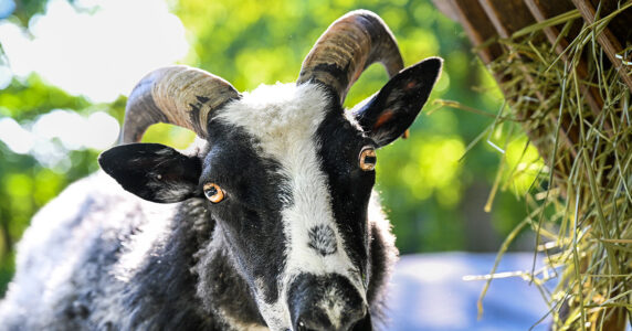 Porträtt av en get.