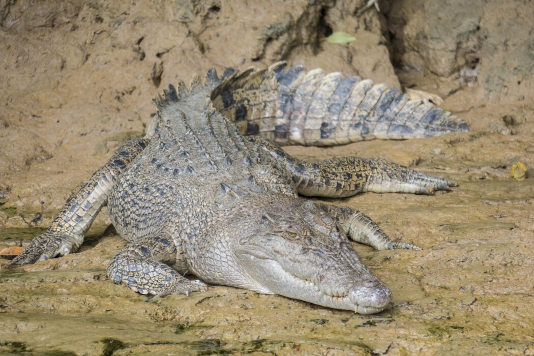 Krokodil.