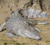 Krokodil.