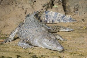 Krokodil.