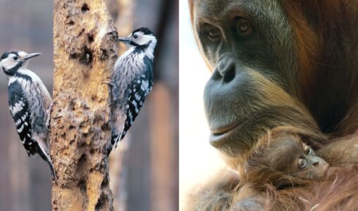 Vitryggig hackspett och orangutang.