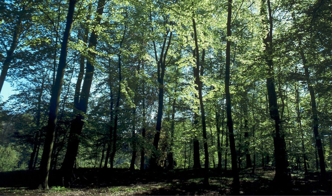 Bokskog.
