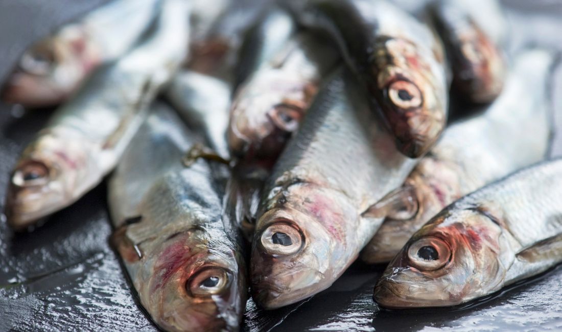 Strömming.