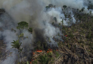 brand i regnskog