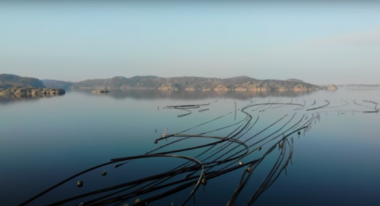 Havererad musselodling.