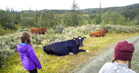 Flickor och liggande kor i ett bergslandskap.