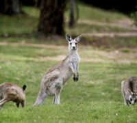 kängurus
