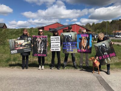 Aktivister håller skyltar med bilder på kossor och med text.