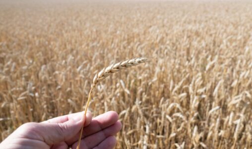 Ett vetefält och en hand som håller upp en planta.