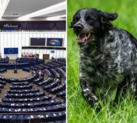 EU-parlamentet och en hund.