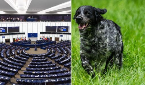 EU-parlamentet och en hund.