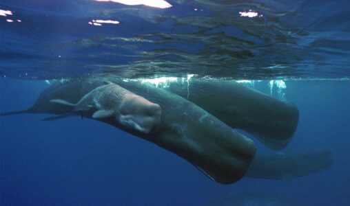 Kaskelottval med barn.