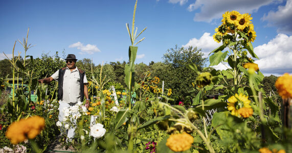 En äldre man bland solrosor på en kolonilott.