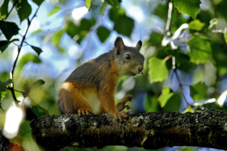 En ekorre som sitter på sin gren i ett träd.