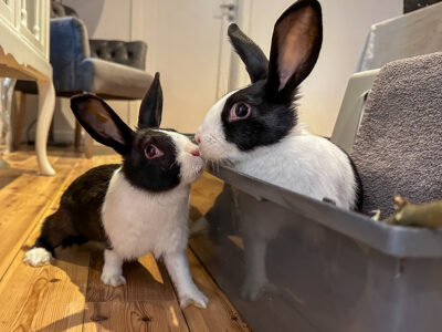 två kaniner inomhus, en sitter i en låda