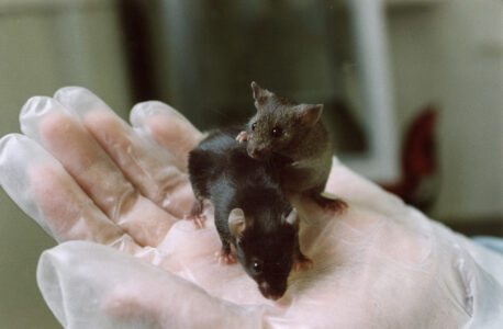 En hand med plasthandske håller upp två möss.