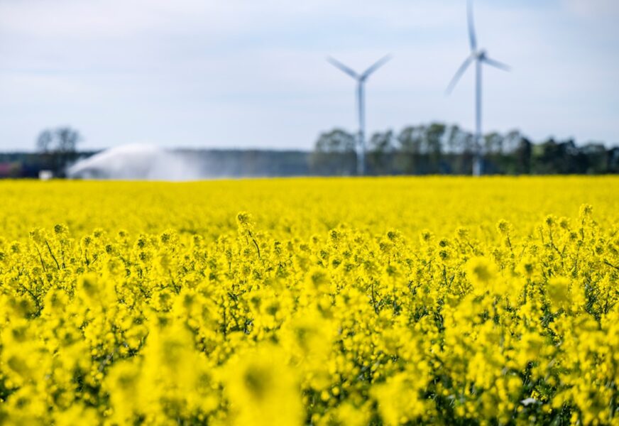 Arealen med ekologiskt odlad höstraps minskade kraftigt, med hela 60 procent jämfört med 2023.
