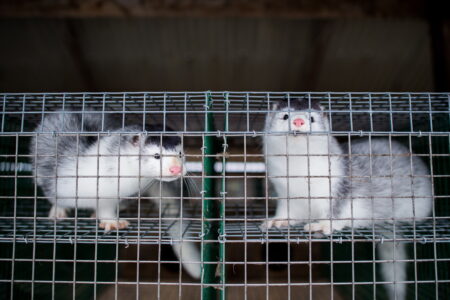 Minkar på en minkfarm