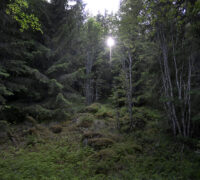 Skog, sol genom grenverk