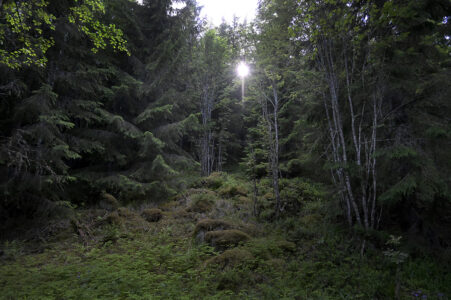 Skog, sol genom grenverk