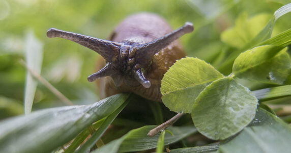 Närbild framifrån av en snigel med antennerna utfällda.