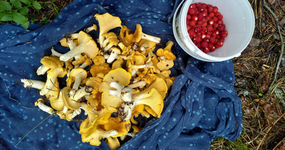 Kantareller på en sjal och smultron i en burk i skogen.