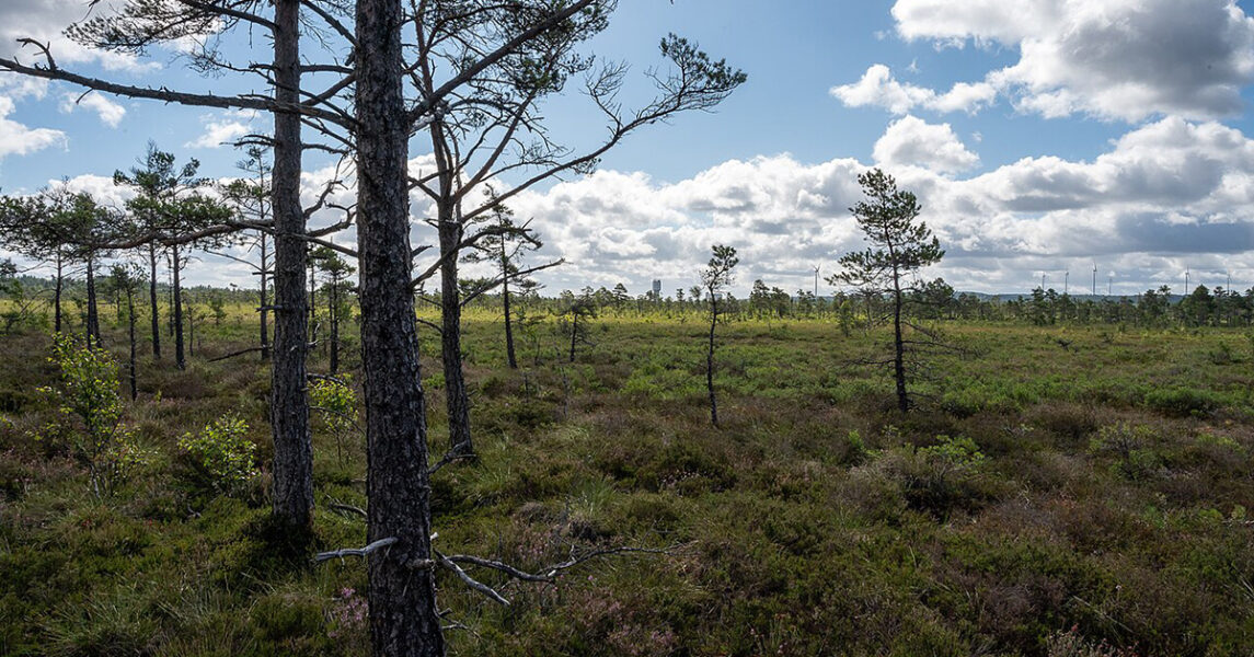 ”En torvmosse bör få vara i fred, av flera anledningar. Torvmossarna ger oss grundvatten, hejdar skogsbränder och skyddar mot översvämningar.”