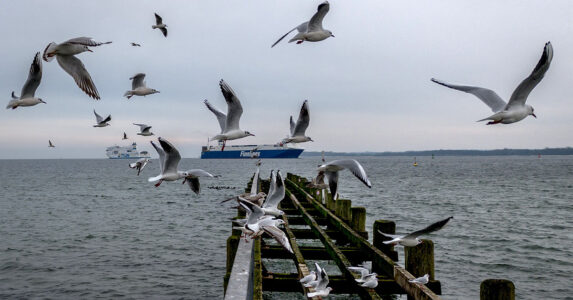 Måsar flyger över en brygga.