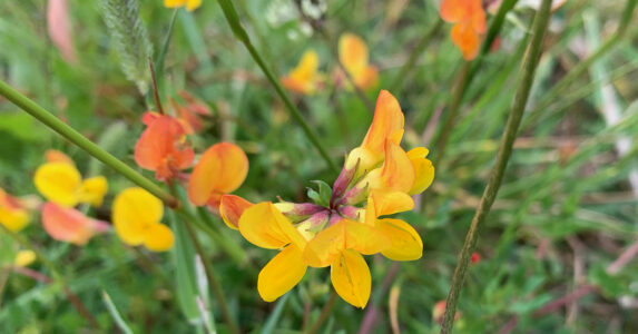 Gulröda små blommor.