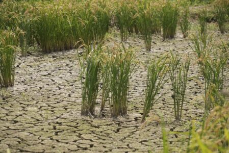 Risplantor på uttorkad mark med sprickor.