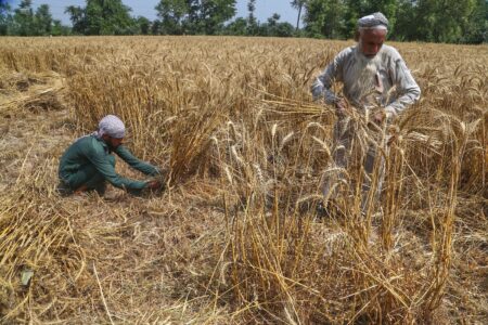 Två män skördar vete för hand.
