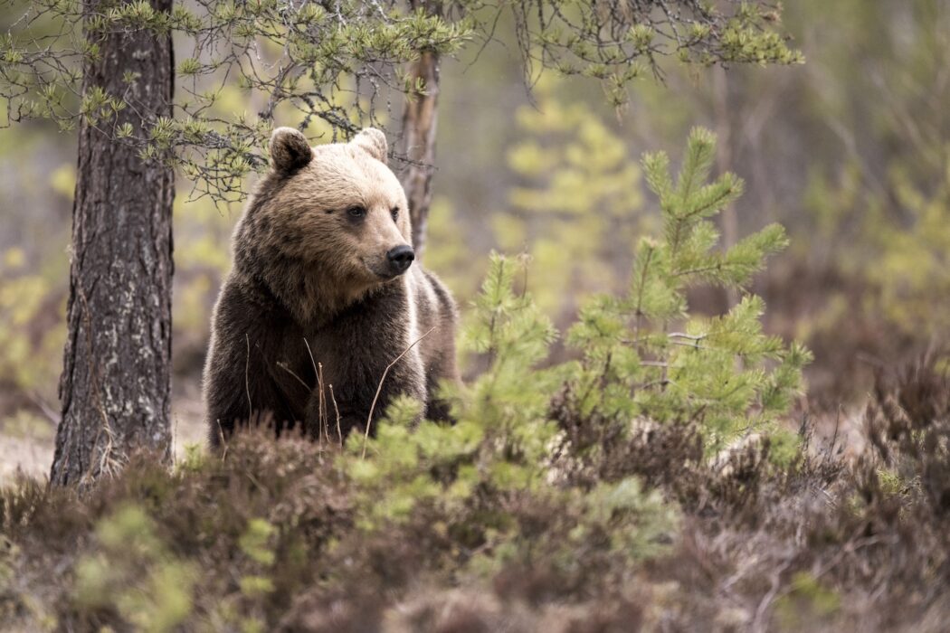 Björn i skogen.