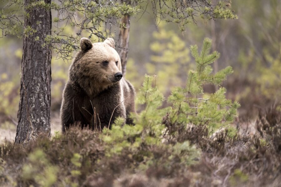 Björn i skogen.