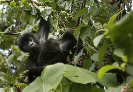 En bebis-gorilla hänger i en gren i skogen.