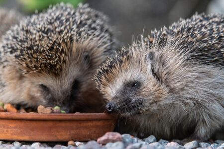 Två igelkottar äter mat från ett utställt fat.