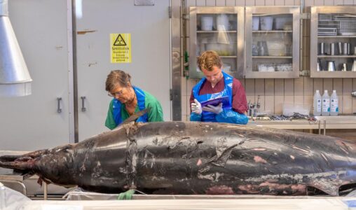 Sowerbys näbbval som strandat och som obduceras av Statens veterinärmedicinska anstalt (SVA).
