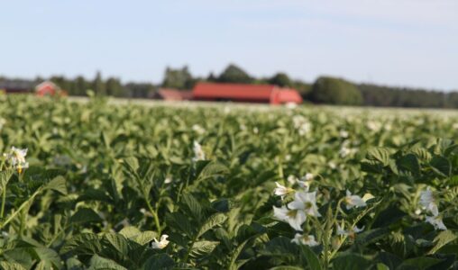 Potatisfält i Everöd, Kristianstad.