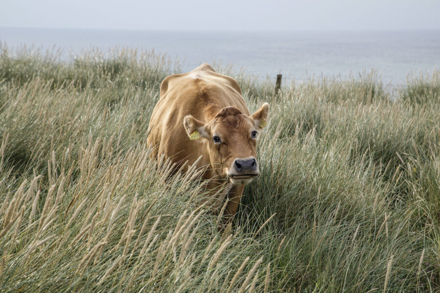Betande ko på strandäng.