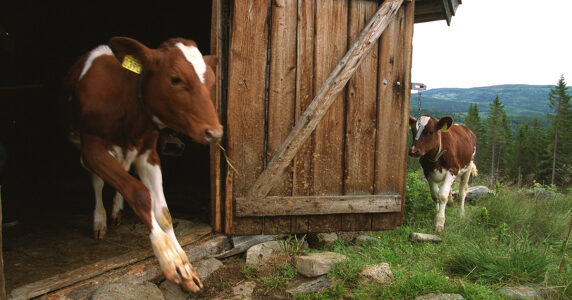 En ko går ut från en liten ladugård och en annan ko väntar på henne.