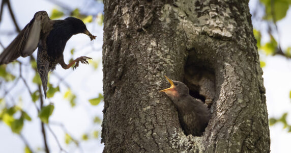 En fågelmamma kommer med mat till sin unge.