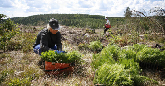 Två personer planterar tall på ett berg.