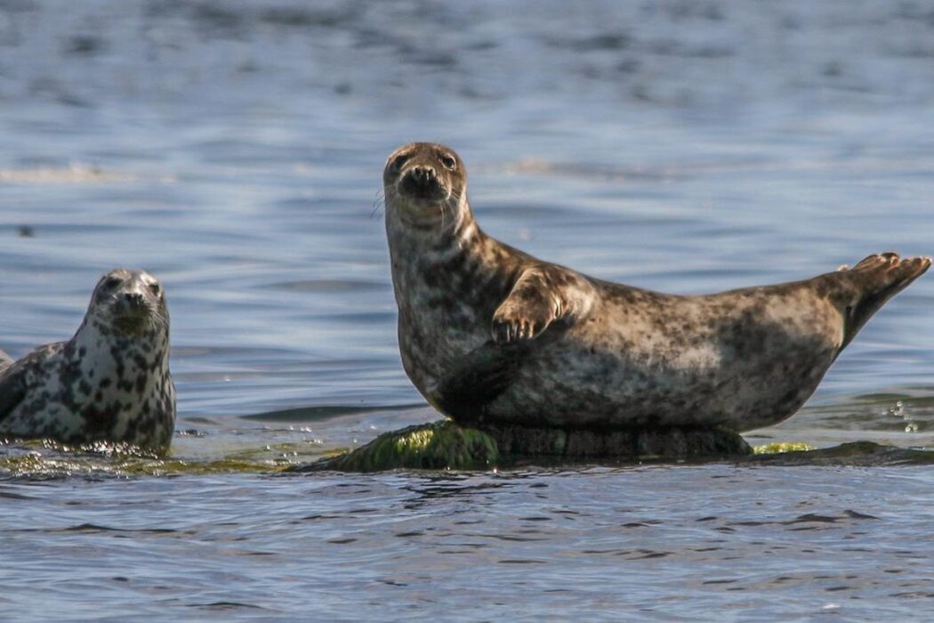 Gråsälen är en av de marina arter som berörs av förslaget att inrätta en ny myndighet för förvaltning av vilt, skriver Havs- och vattenmyndigheten.