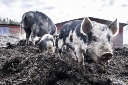 bökande grisar