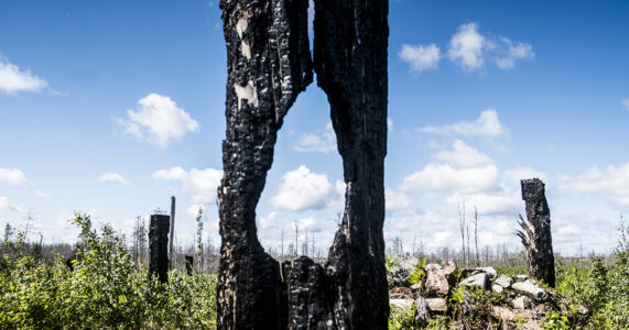 En björkstam med hål i efter en skogsbrand.