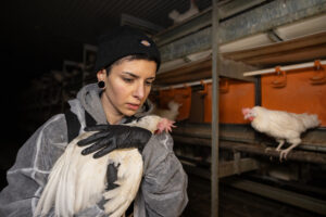 Rosa bär på en höna