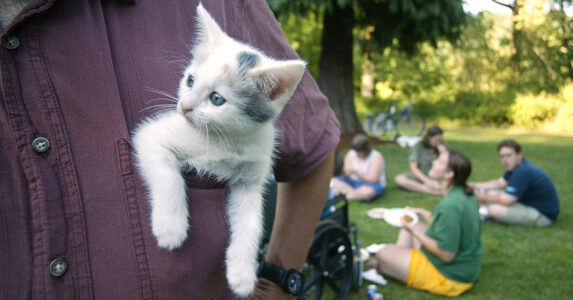 En kattunge tittar ut ur en bröstficka.